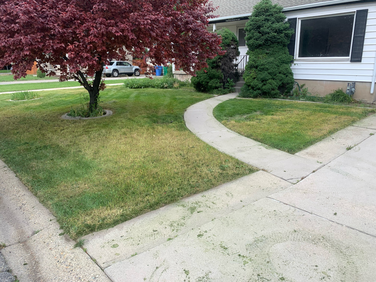After - Overgrown lawn
