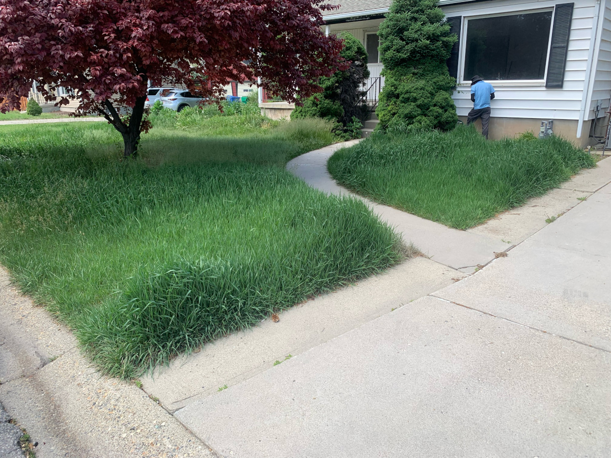 Before - Overgrown lawn
